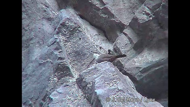 チリーカマドドリ - ML611126152