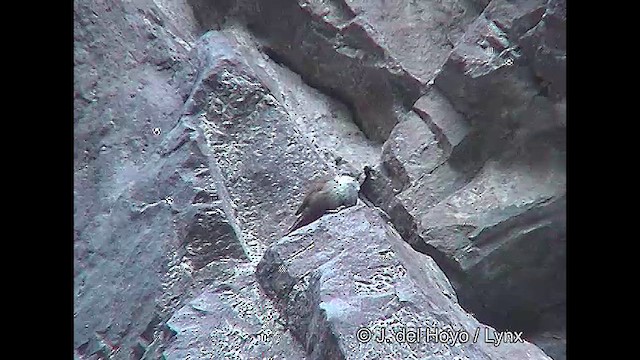 チリーカマドドリ - ML611126161