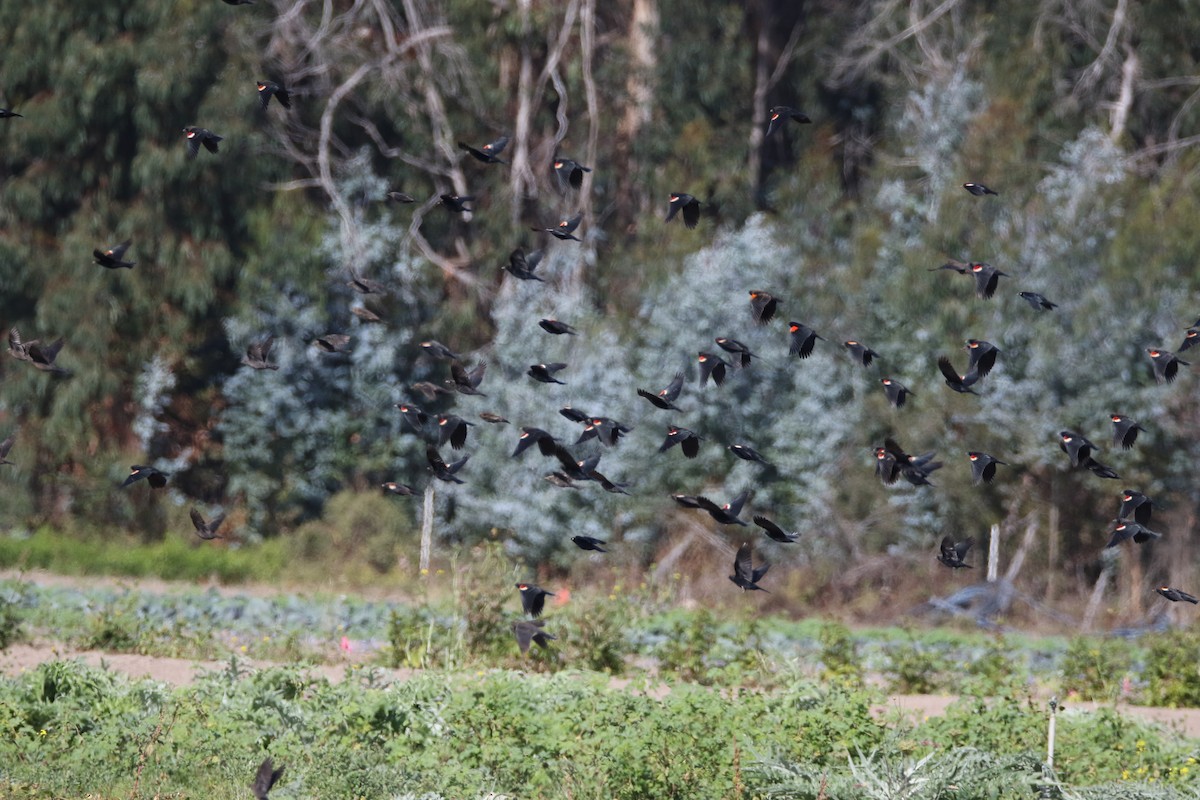 Tricolored Blackbird - ML611126177