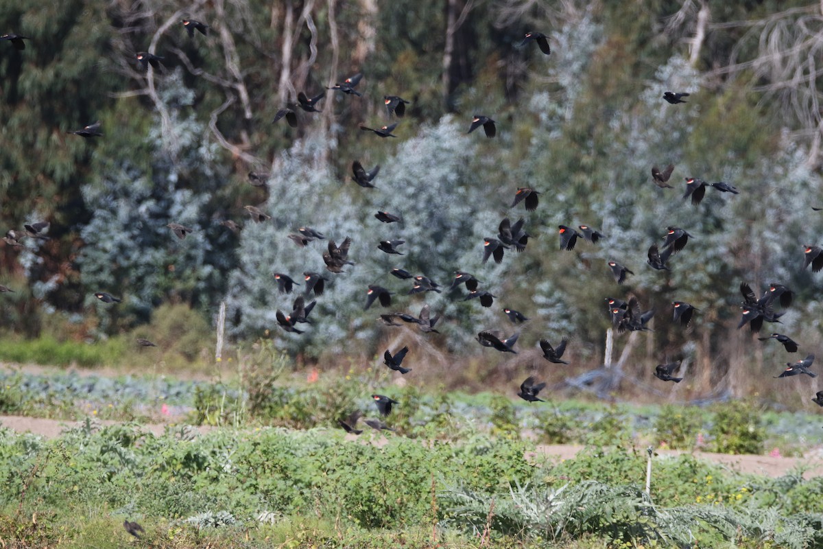 Red-winged Blackbird (California Bicolored) - ML611126211