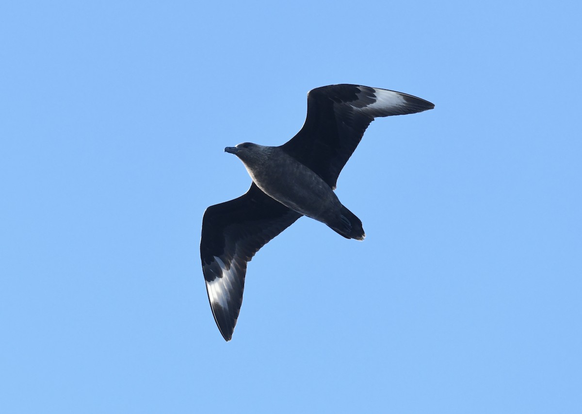 South Polar Skua - ML611126233