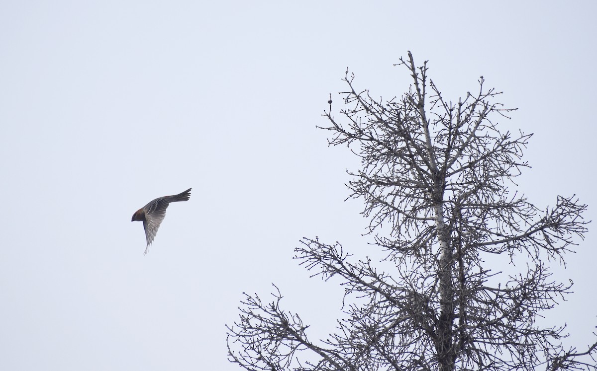 Нарсны шүршүү - ML611126265