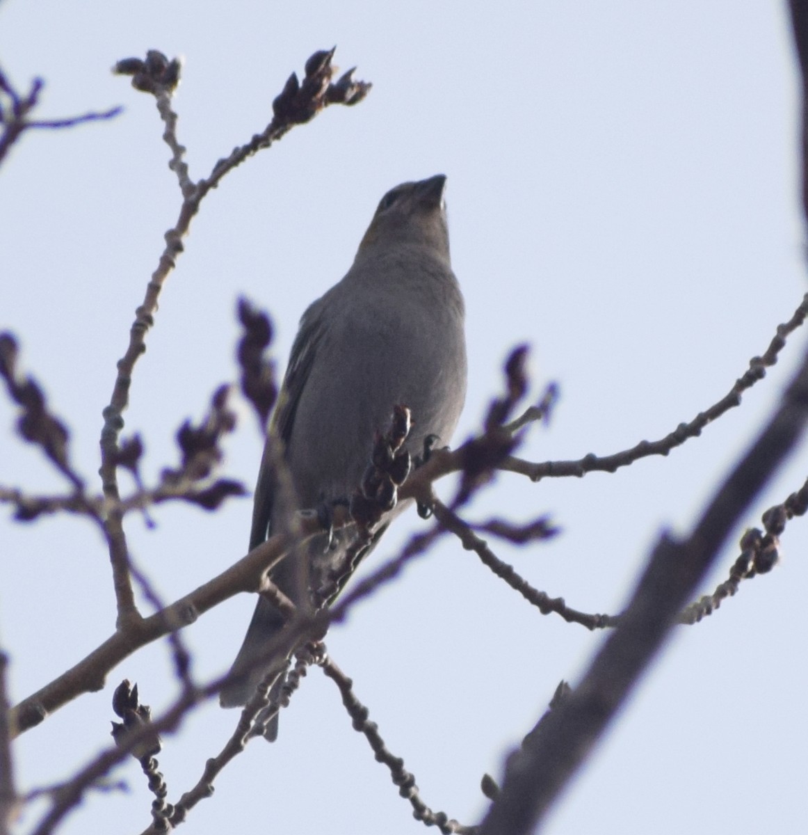 Нарсны шүршүү - ML611126274