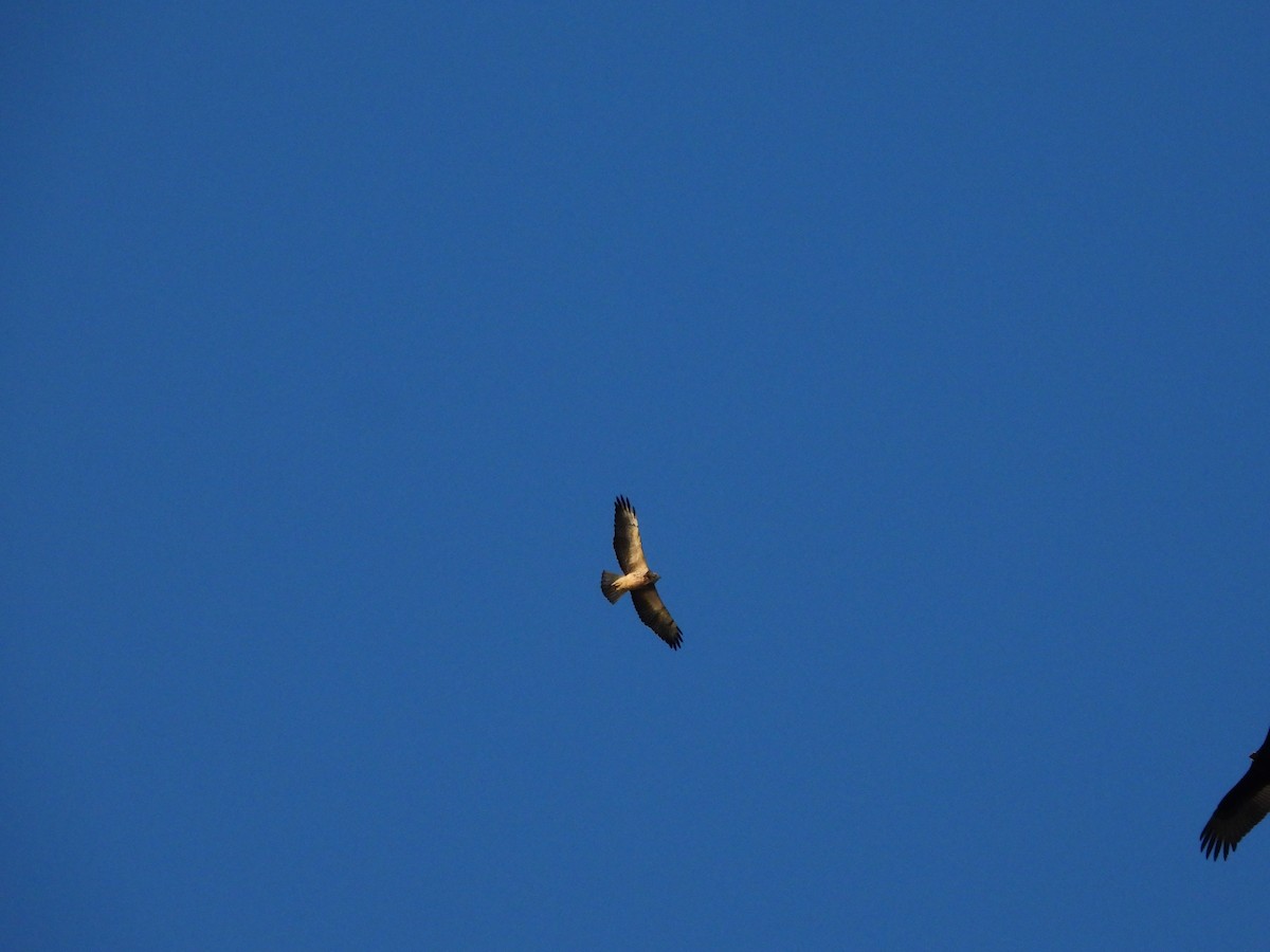 Swainson's Hawk - ML611126280