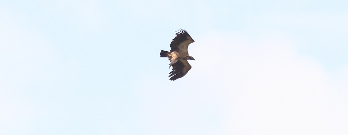 White-backed Vulture - Marsh Alphonso