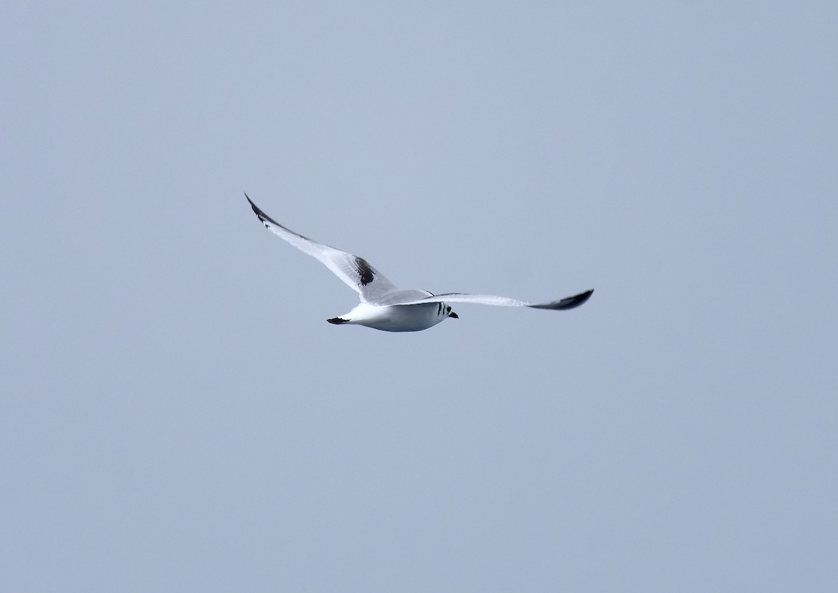 Black-legged Kittiwake (tridactyla) - ML611126424