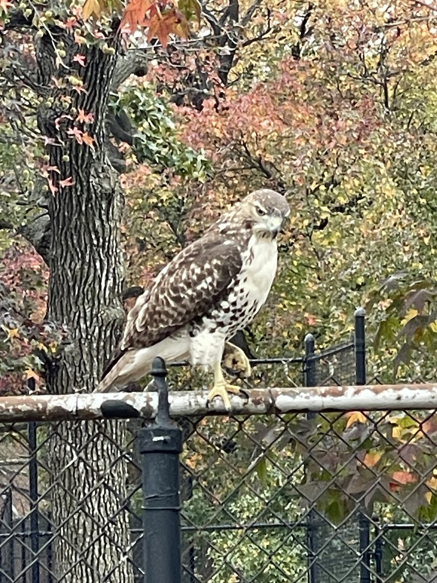 Red-tailed Hawk - ML611126452