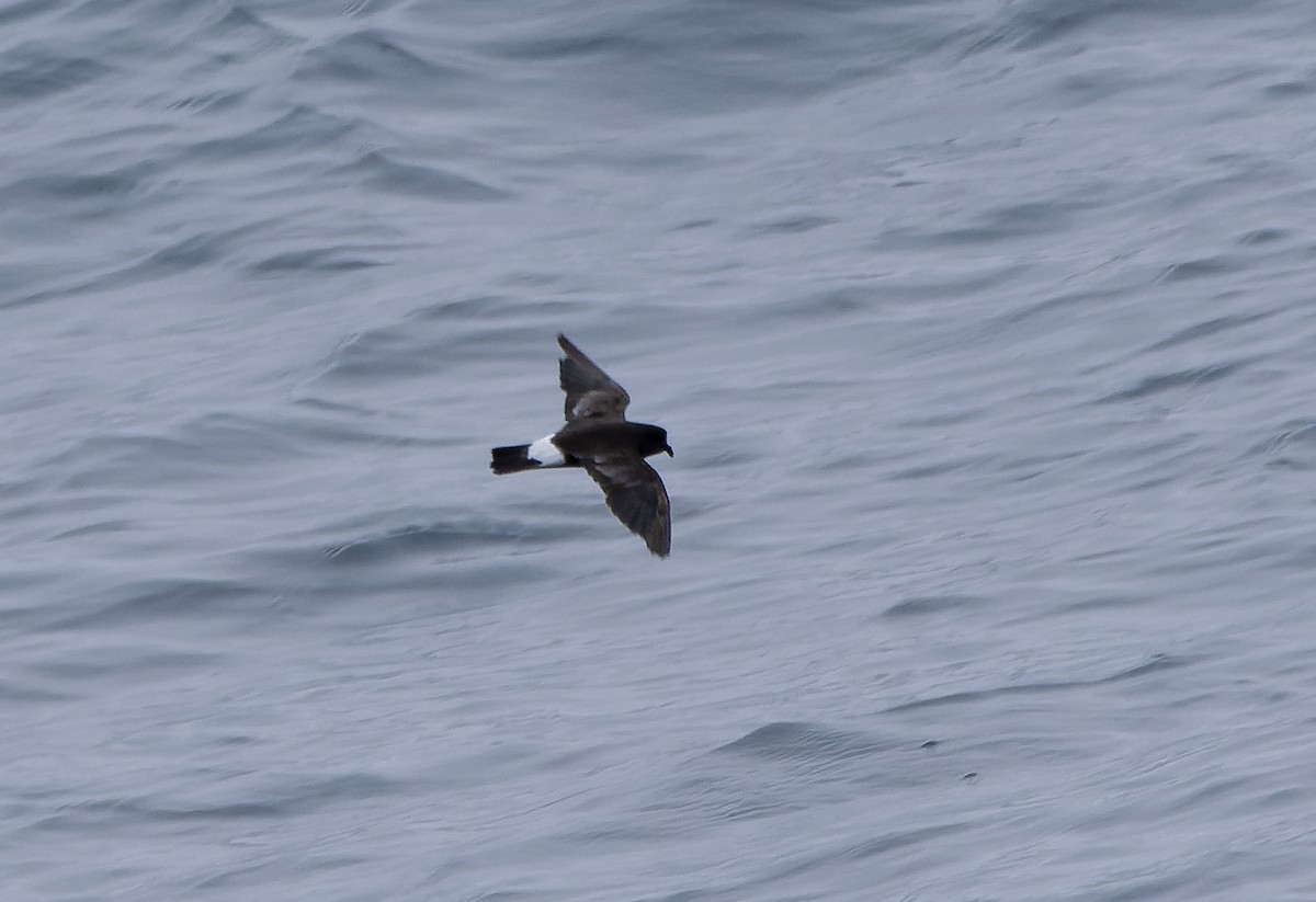 European Storm-Petrel (British) - ML611126457