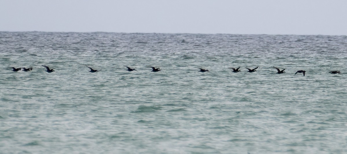 Black Scoter - Jim Yeskett