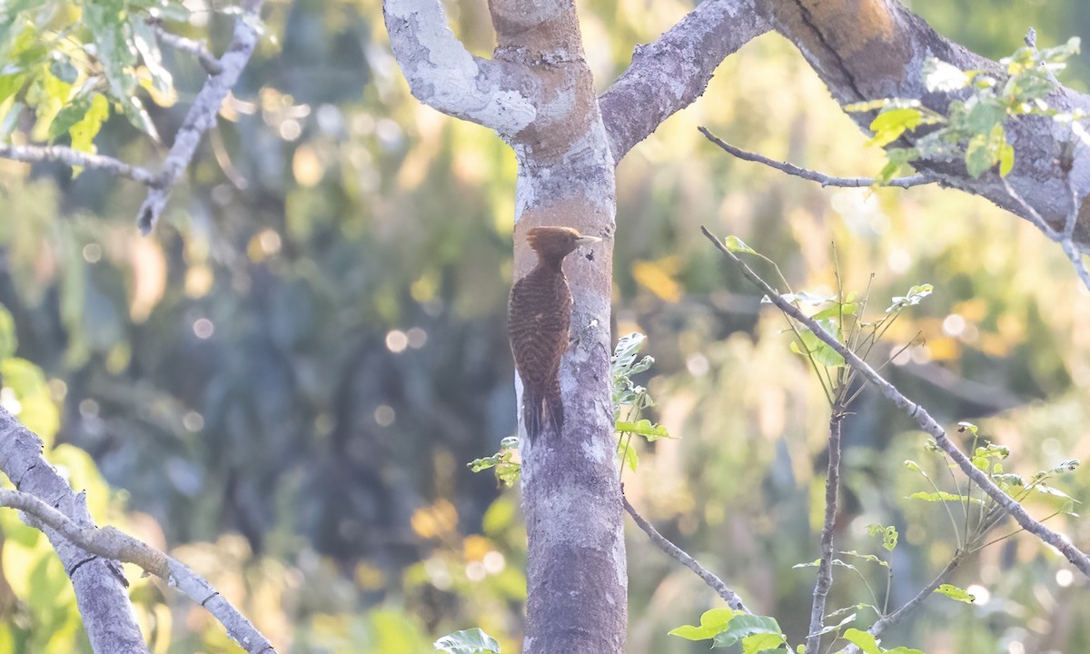 Waved Woodpecker (Waved) - ML611126501