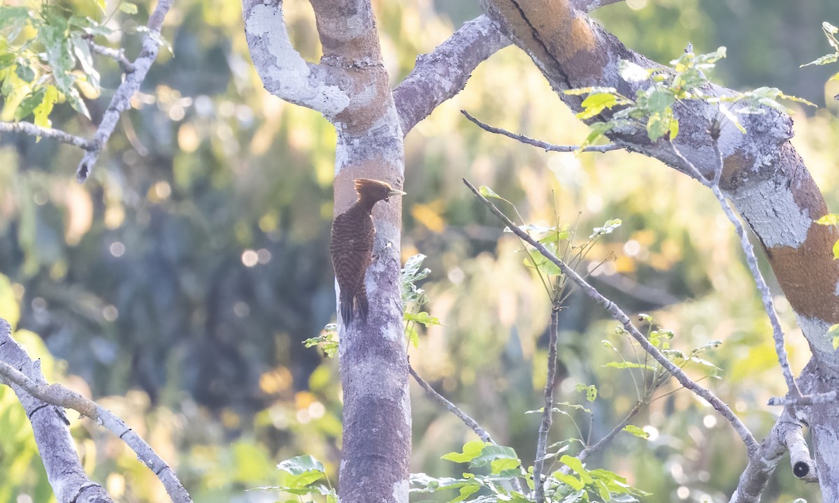 Waved Woodpecker (Waved) - Paul Fenwick