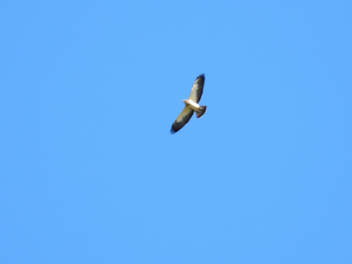 Swainson's Hawk - ML611126529