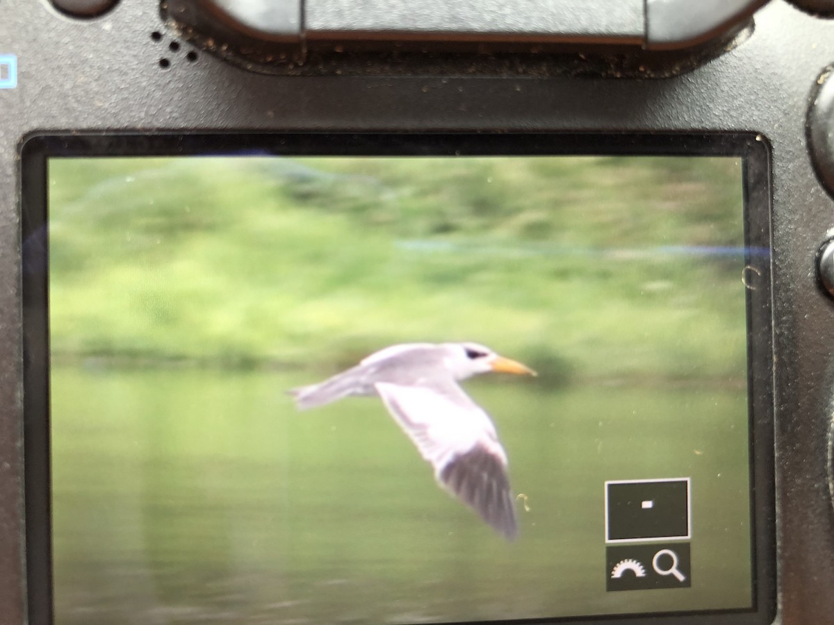 Large-billed Tern - ML611126555