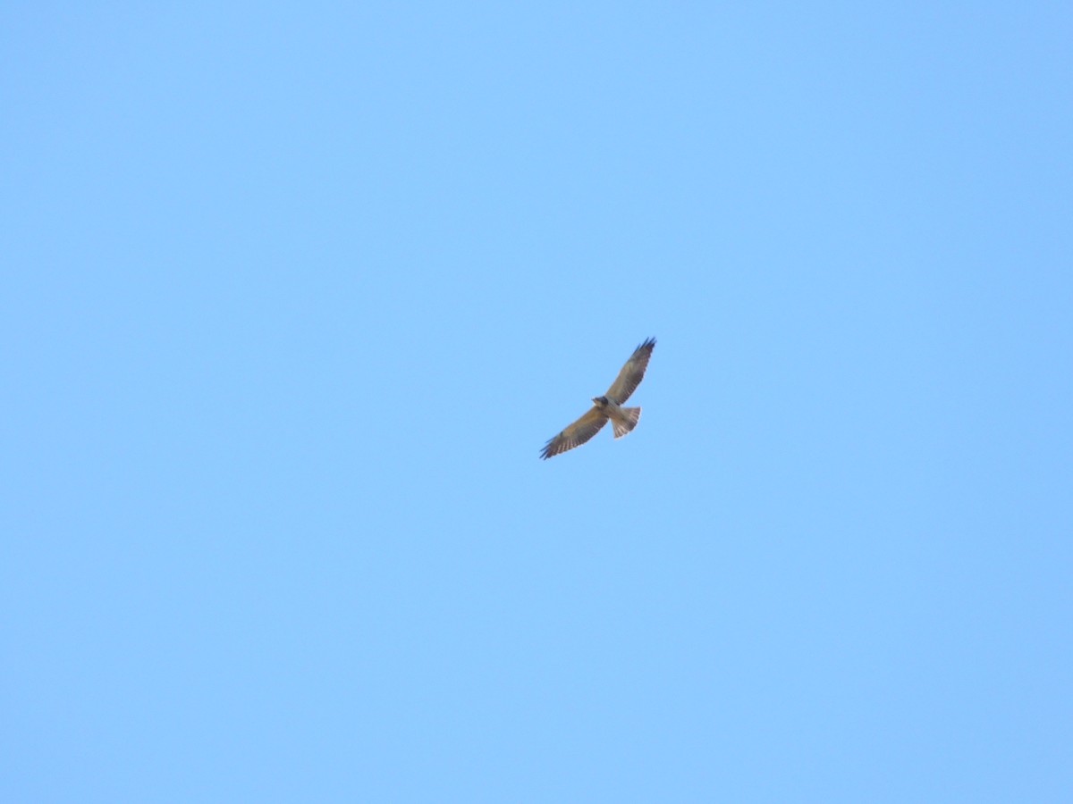 Swainson's Hawk - ML611126615