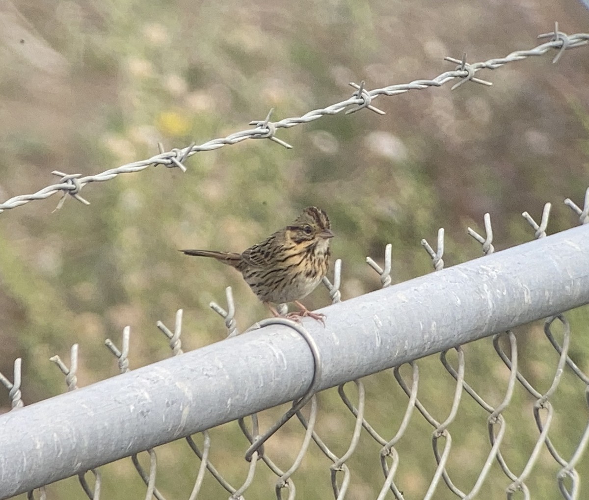 Lincoln's Sparrow - Matt Brady