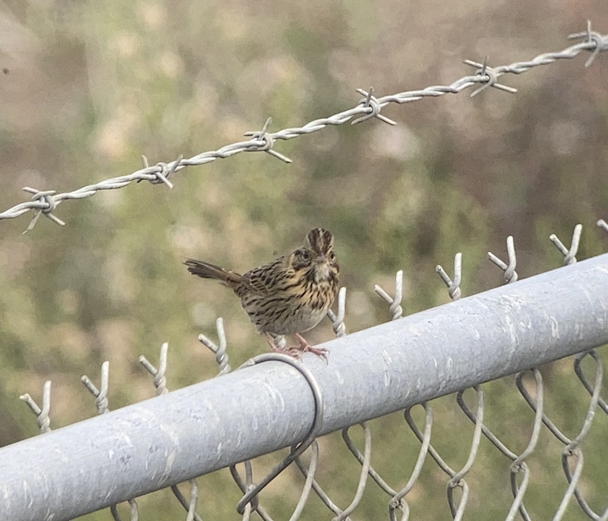 Lincoln's Sparrow - Matt Brady