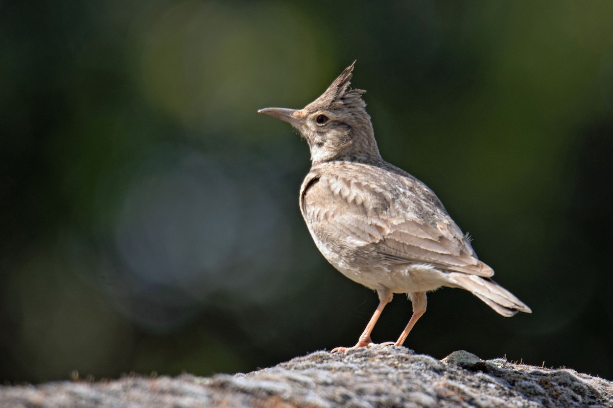 Crested Lark - ML611126738