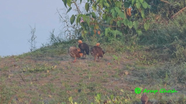 Francolin multiraie - ML611126769