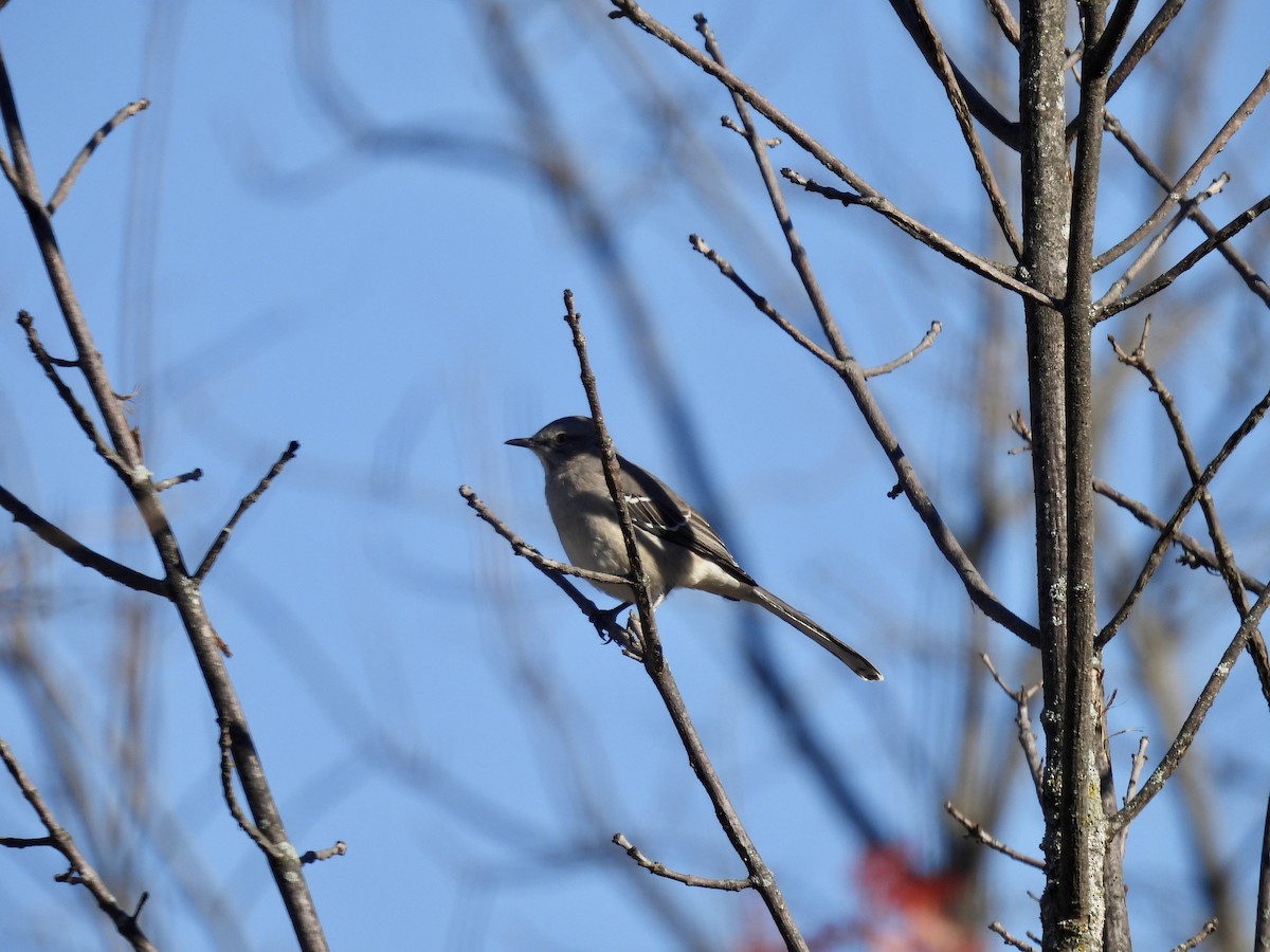 Northern Mockingbird - ML611126776