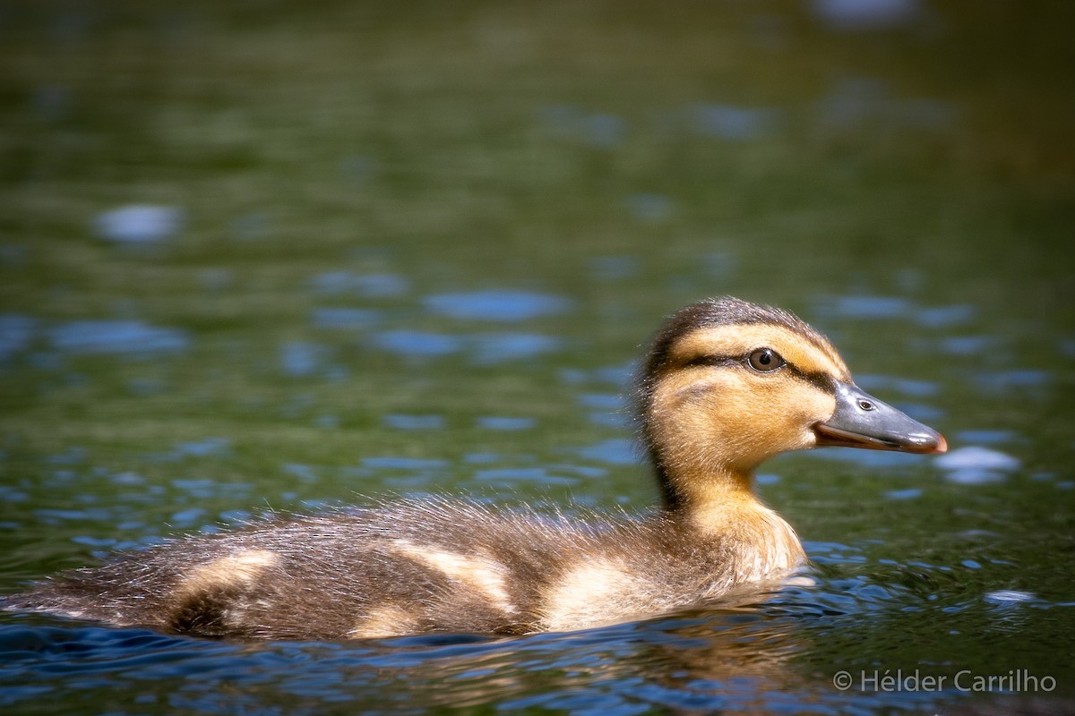 Canard colvert - ML611126780