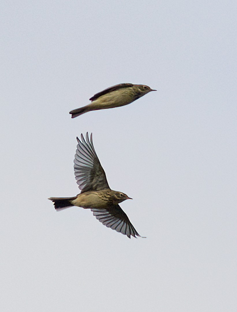 American Pipit - ML611126790