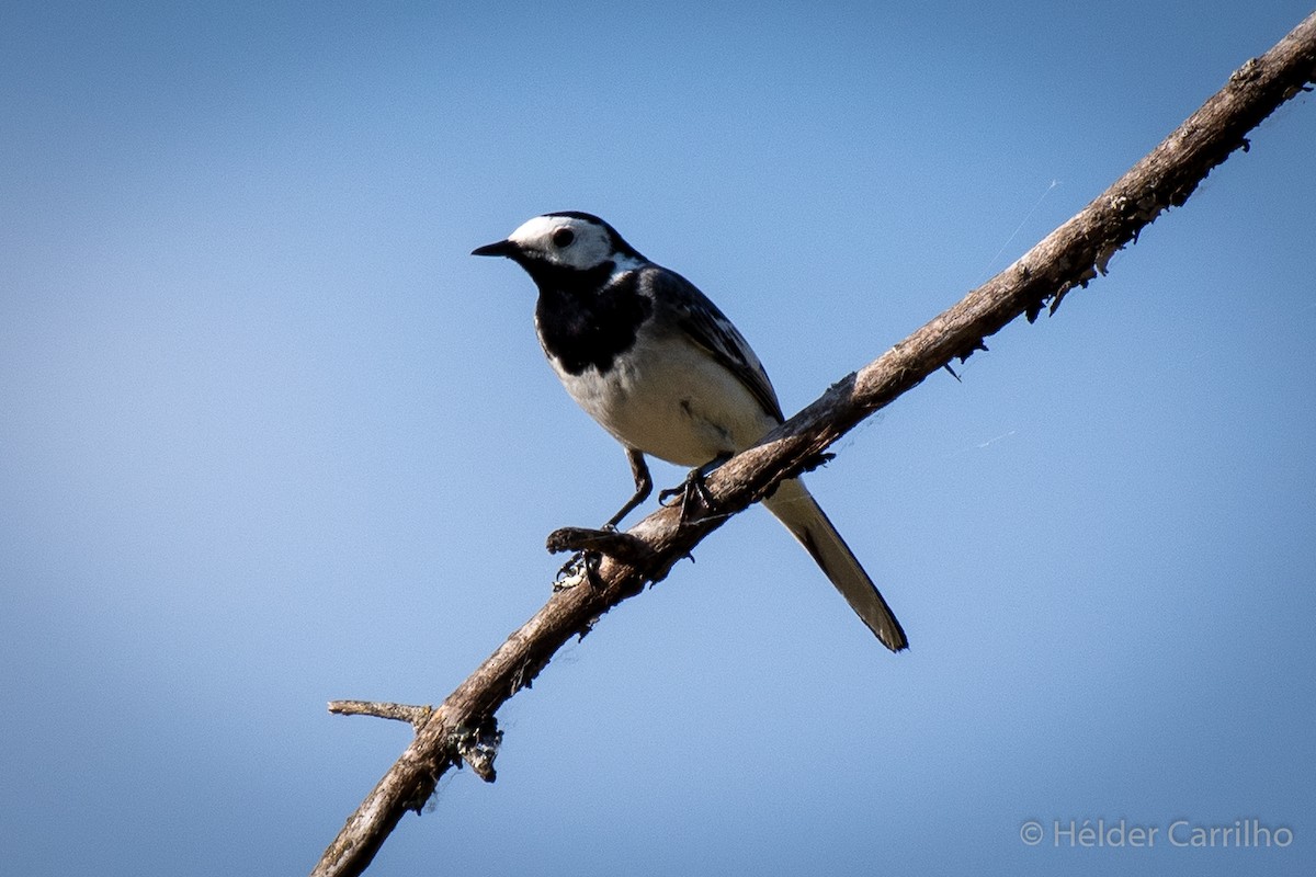 White Wagtail - Hélder Carrilho