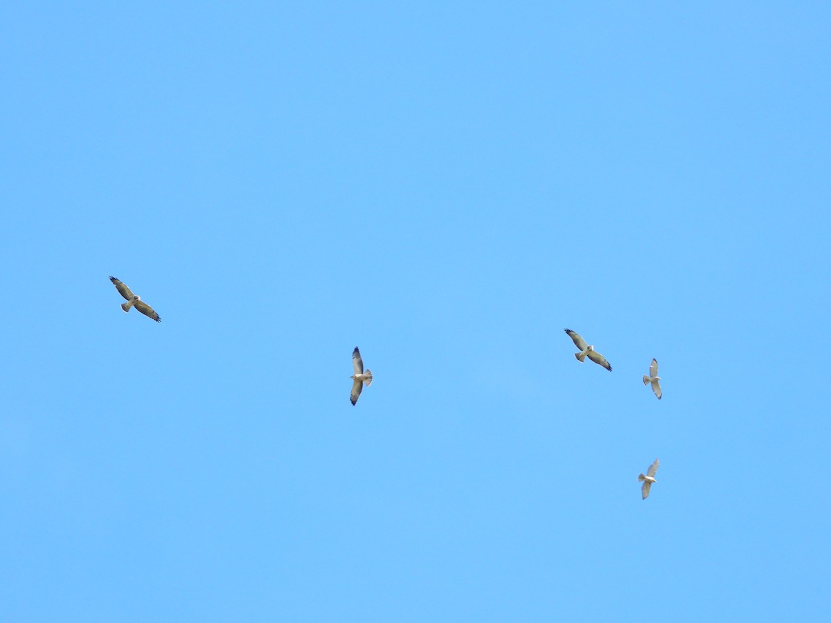 Swainson's Hawk - ML611126826