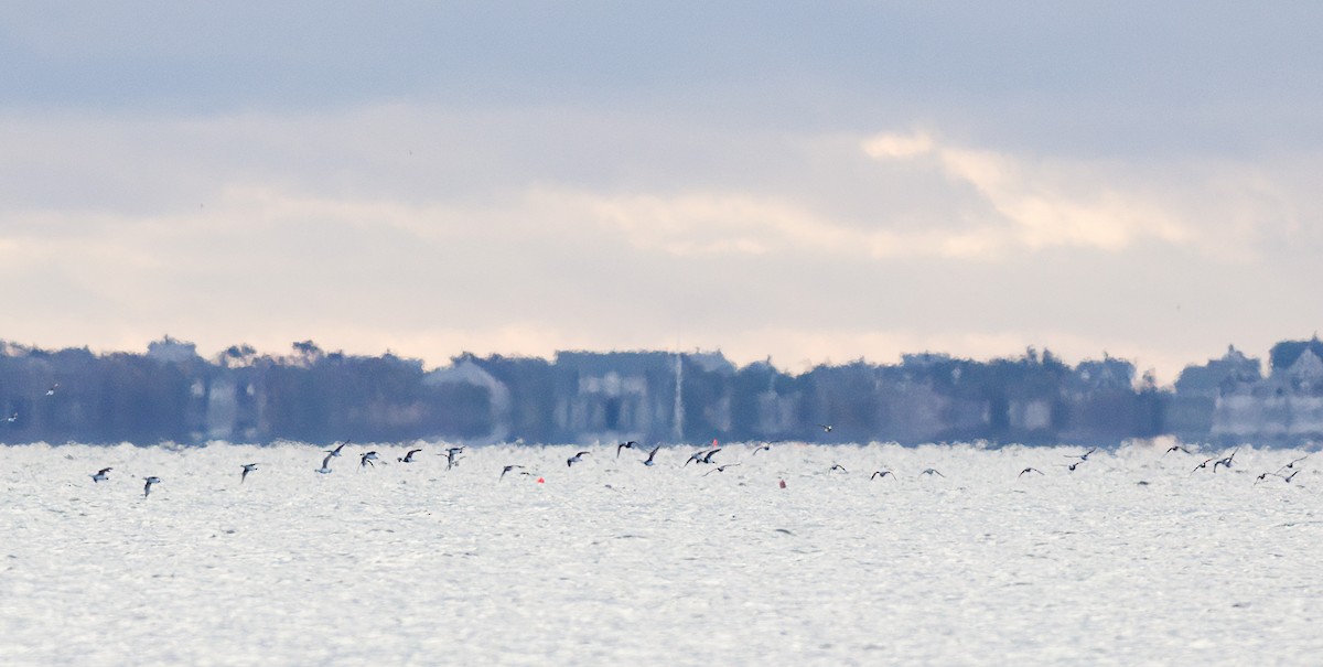 Long-tailed Duck - ML611126849