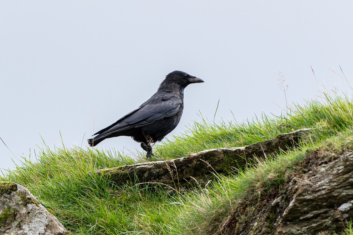 Common Raven - ML611126936