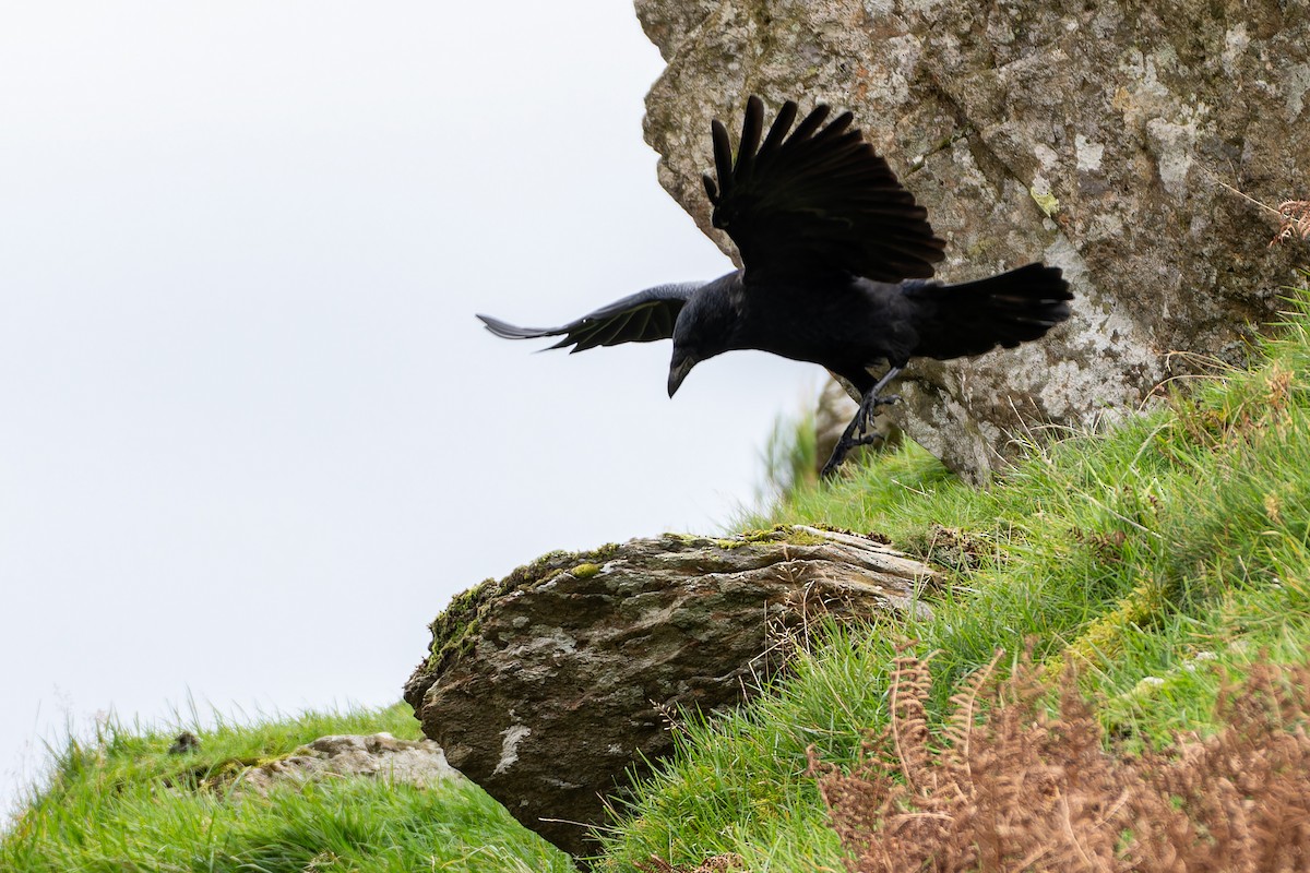 Common Raven - ML611126937