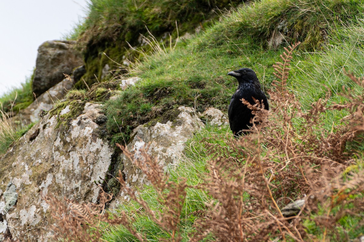 Common Raven - Andaman Kaosung