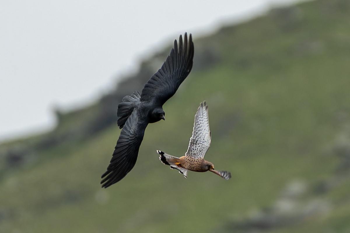 Eurasian Kestrel (Eurasian) - ML611126948