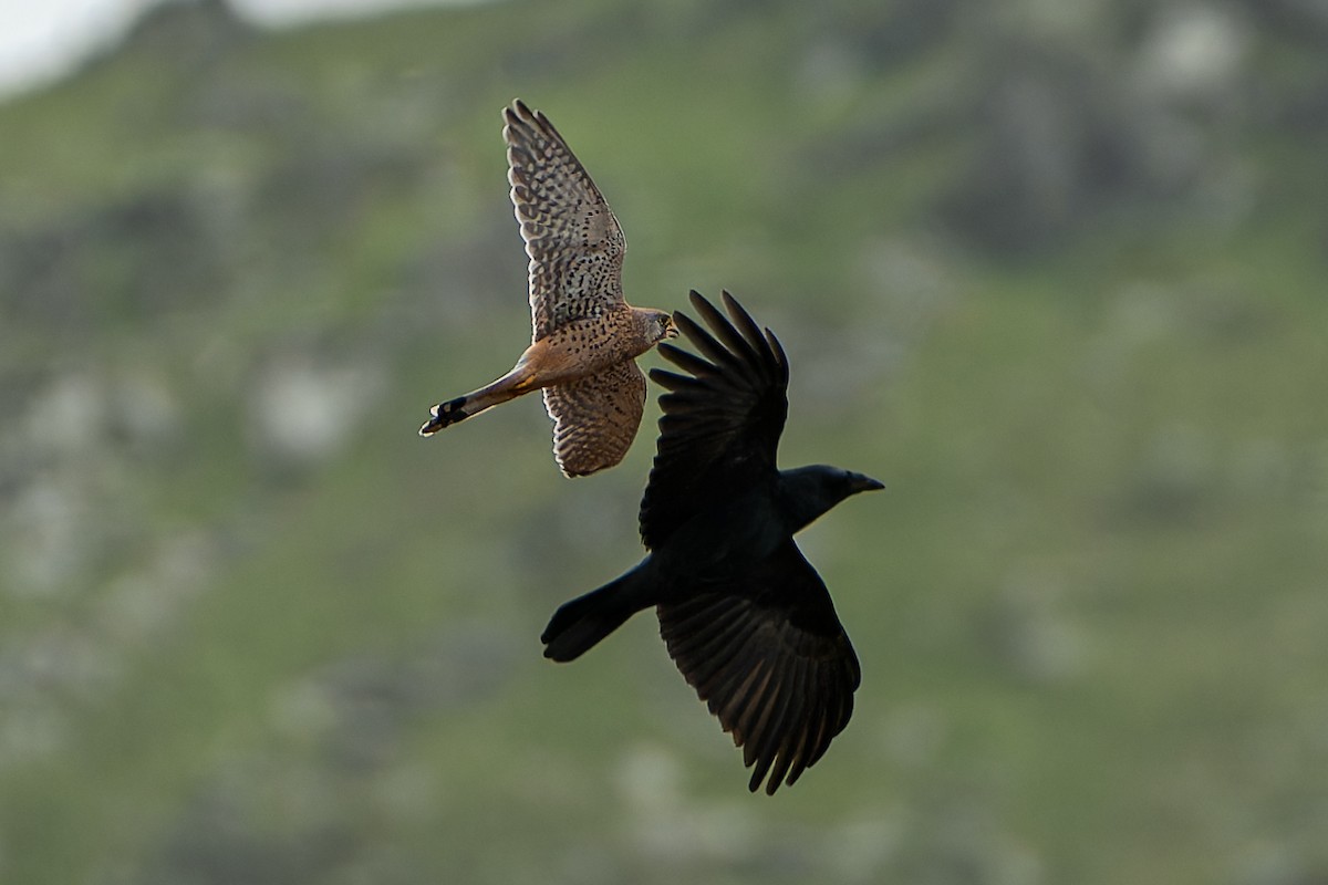 Eurasian Kestrel (Eurasian) - ML611126949