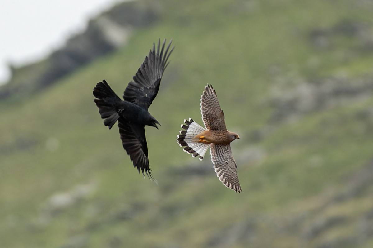 Eurasian Kestrel (Eurasian) - ML611126950