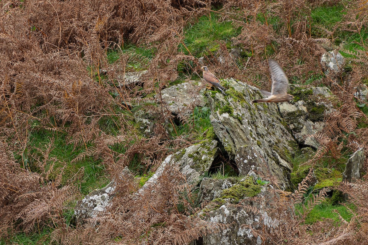 Eurasian Kestrel (Eurasian) - ML611126953