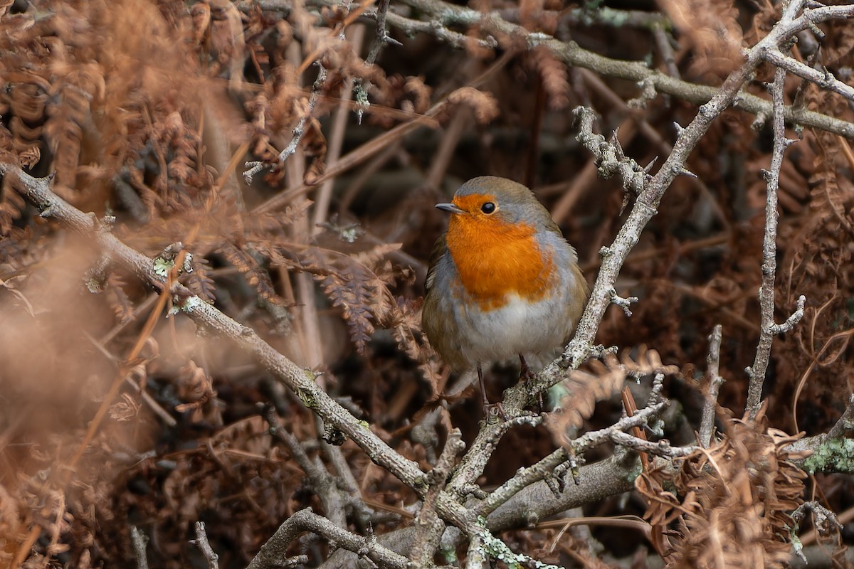 European Robin - ML611126956