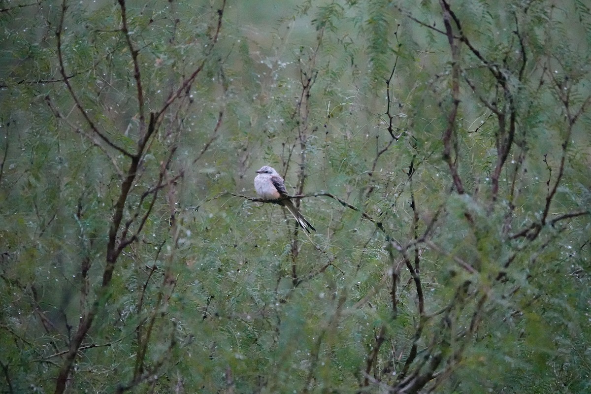 Scissor-tailed Flycatcher - Jarrett Lewis