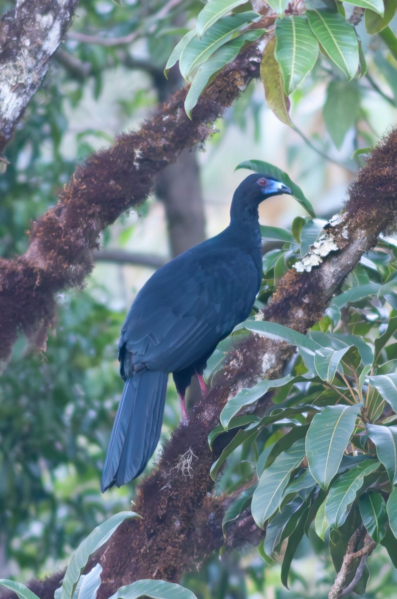 Black Guan - ML611127109