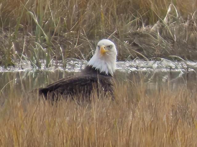 Bald Eagle - Mary Conant