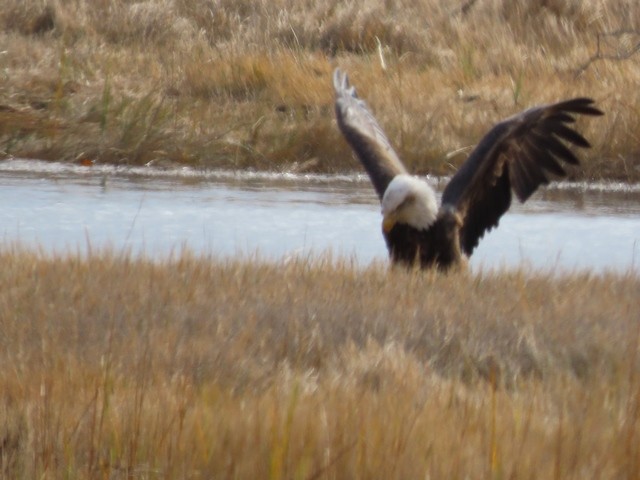 Bald Eagle - ML611127116