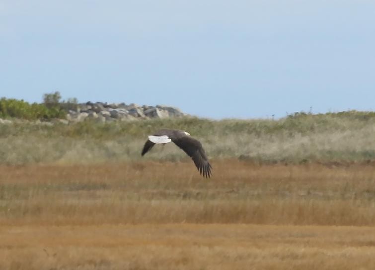 Bald Eagle - ML611127120