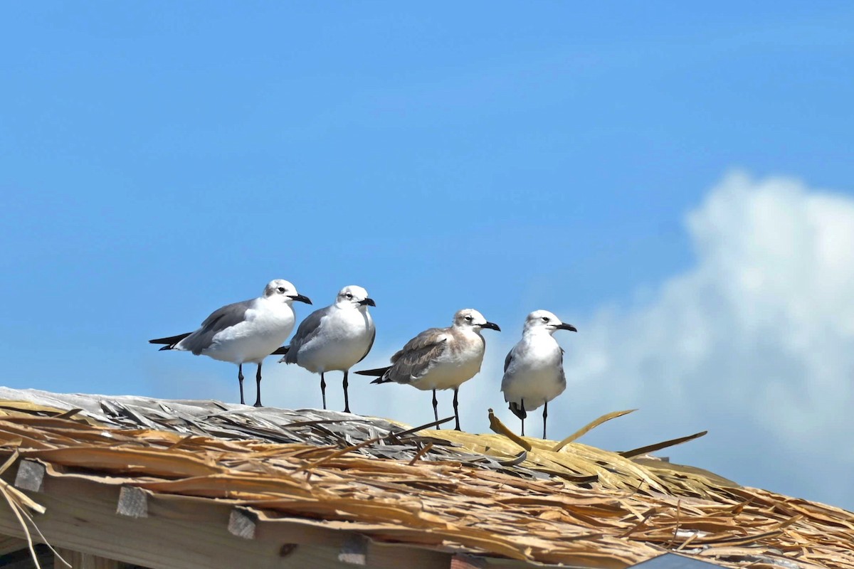 Laughing Gull - ML611127147