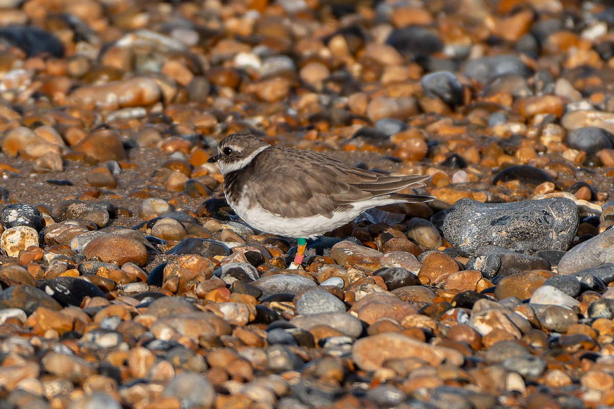 Common Ringed Plover - ML611127150