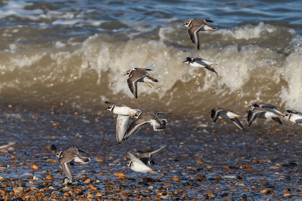 Common Ringed Plover - ML611127152