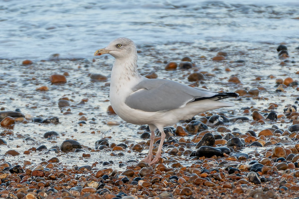 Herring Gull (European) - ML611127225