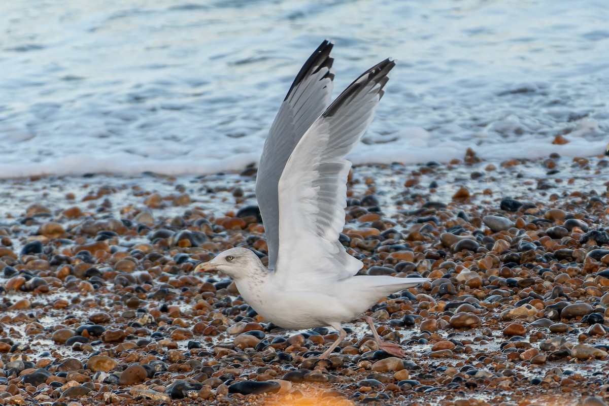 Herring Gull (European) - ML611127226