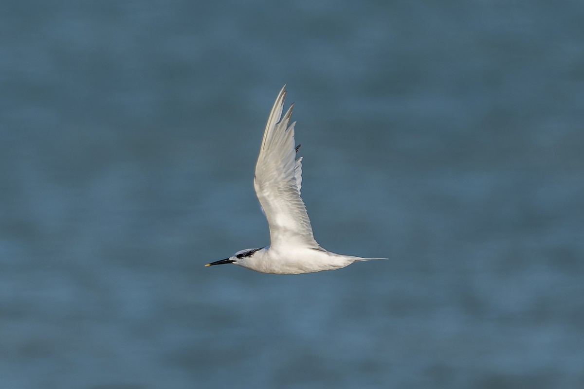 Sandwich Tern (Eurasian) - ML611127230