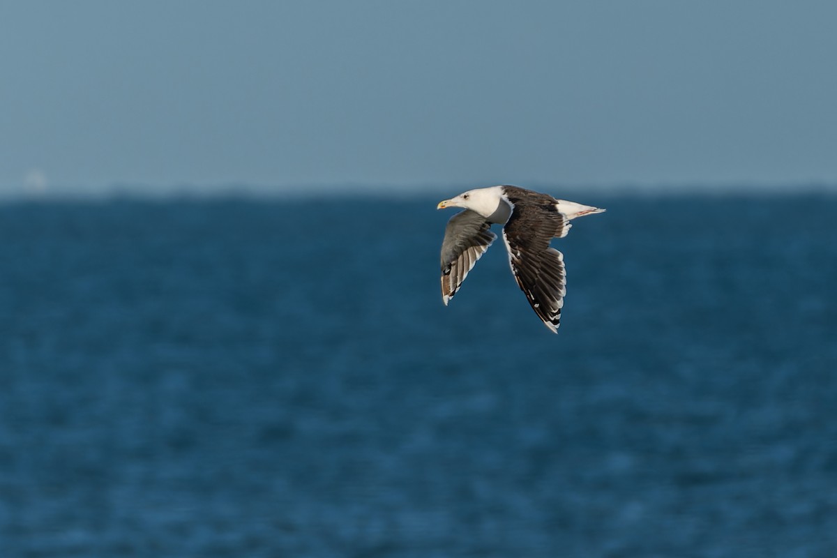 Great Black-backed Gull - ML611127232