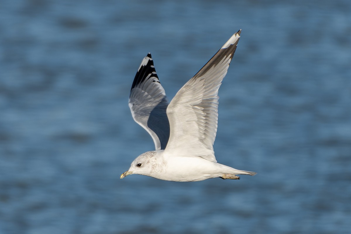 Common Gull (European) - ML611127236