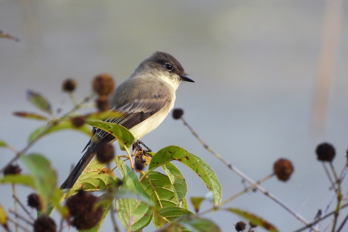 Eastern Phoebe - S. K.  Jones